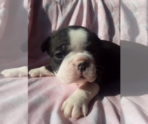 Faux Frenchbo Bulldog Puppy for sale in SCOTTVILLE, MI, USA