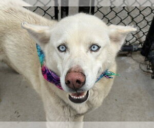 Siberian Husky-Unknown Mix Dogs for adoption in Tulsa, OK, USA