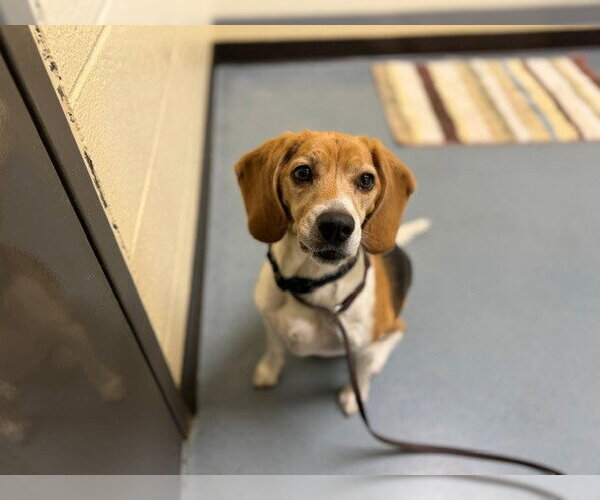Medium Photo #1 Beagle Puppy For Sale in Denver, CO, USA