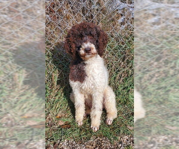 Medium Photo #1 Poodle (Standard) Puppy For Sale in Lake City, MI, USA