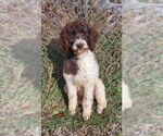 Small Poodle (Standard)