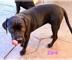 Small #7 Cane Corso