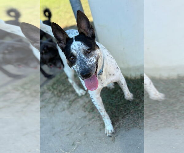 Medium Photo #1 Mutt Puppy For Sale in Virginia Beach, VA, USA