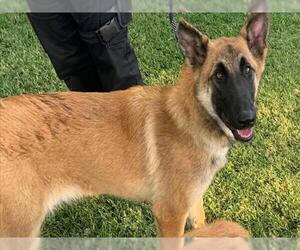 German Shepherd Dog Dogs for adoption in Lodi, CA, USA