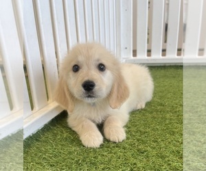 Golden Retriever Puppy for sale in BERKLEY, MI, USA