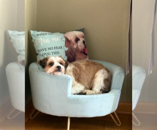 Medium Photo #7 Shih Tzu-Unknown Mix Puppy For Sale in Grafton, WI, USA