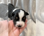 Small Photo #15 Miniature Australian Shepherd Puppy For Sale in ARDMORE, OK, USA