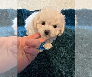 Maltese Puppy for Sale in BOCA RATON, Florida USA