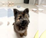 Small #3 Brussels Griffon Mix