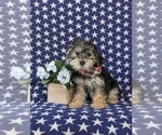 Small Photo #2 YorkiePoo Puppy For Sale in LINCOLN UNIVERSITY, PA, USA