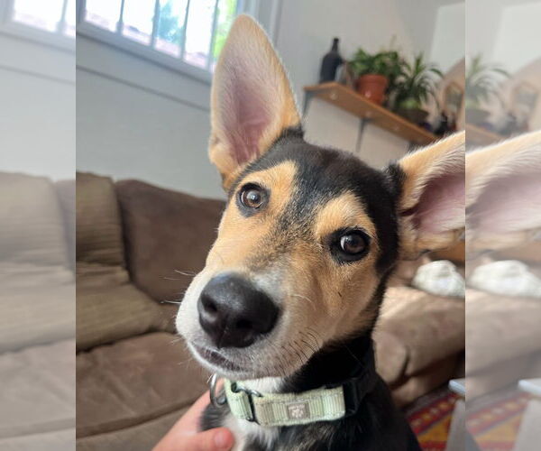 Medium Photo #1 Mutt Puppy For Sale in Laramie, WY, USA