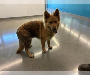 German Shepherd Dog Dogs for adoption in San Martin, CA, USA
