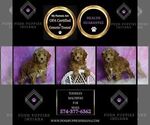 Small #1 Maltipoo (Miniature)