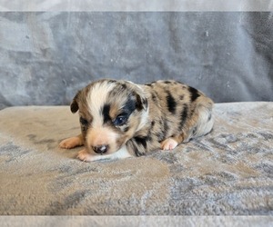 Aussie-Corgi Puppy for sale in CARLYLE, IL, USA