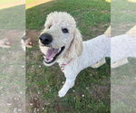 Small #5 Poodle (Standard)