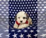 Small Photo #6 Lhasa-Poo Puppy For Sale in LINCOLN UNIV, PA, USA