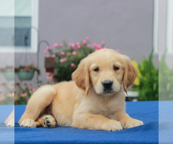 Medium Photo #1 Golden Retriever Puppy For Sale in GORDONVILLE, PA, USA