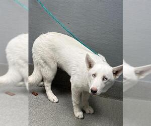Siberian Husky-Unknown Mix Dogs for adoption in Las Vegas, NV, USA