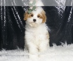 Puppy Swirl AKC Poodle (Miniature)