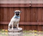 Small Photo #2 Pug Puppy For Sale in Indianapolis, IN, USA
