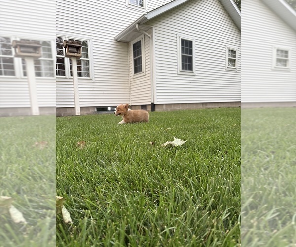 Medium Photo #10 Pembroke Welsh Corgi Puppy For Sale in MILFORD, IN, USA