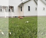 Small Photo #10 Pembroke Welsh Corgi Puppy For Sale in MILFORD, IN, USA