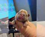 Small #1 French Bulldog