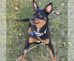 Small #9 Miniature Pinscher Mix