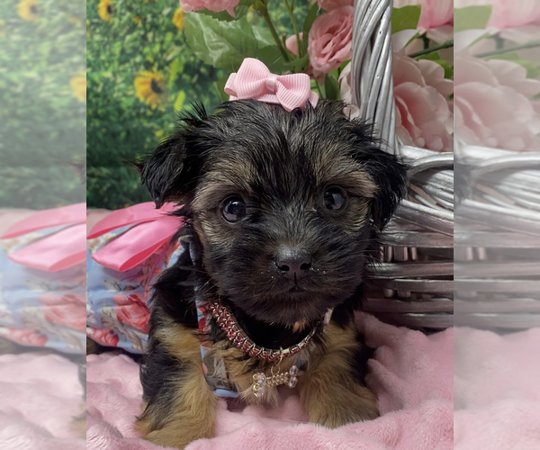 Medium Photo #3 Shorkie Tzu Puppy For Sale in SELLERSBURG, IN, USA