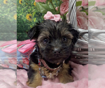 Small #2 Shorkie Tzu