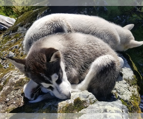 Medium Photo #3 Siberian Husky Puppy For Sale in EVERETT, WA, USA