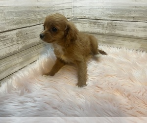 Cavapoo Puppy for sale in FULTON, KS, USA