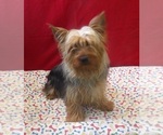 Small #1 Yorkshire Terrier