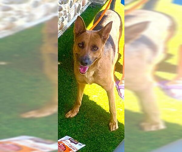 Medium Photo #2 German Shepherd Dog Puppy For Sale in Fallbrook, CA, USA