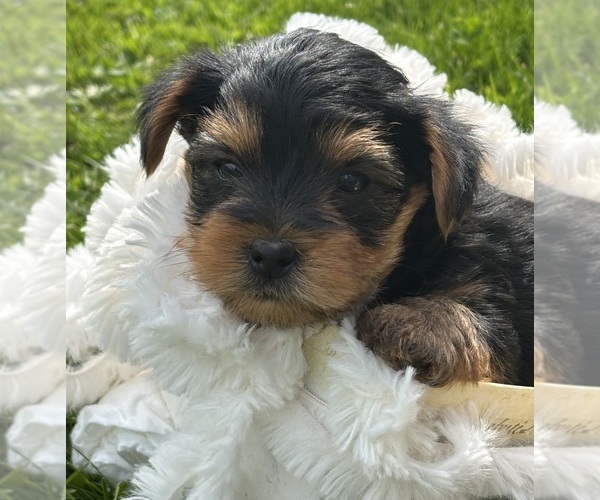 Medium Photo #3 Yorkshire Terrier Puppy For Sale in ROCK STREAM, NY, USA