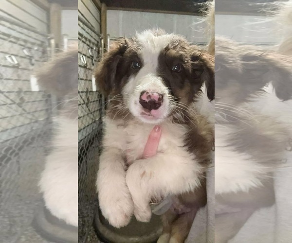Medium Photo #1 Australian Shepherd-Unknown Mix Puppy For Sale in SHERBURNE, NY, USA