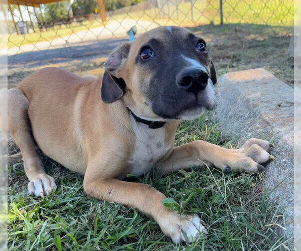 Medium Photo #4 Mutt Puppy For Sale in Tarrytown, GA, USA