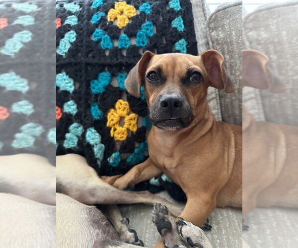 Medium Photo #4 Chiweenie Puppy For Sale in Salt Lake City, UT, USA