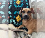 Small #3 Chiweenie