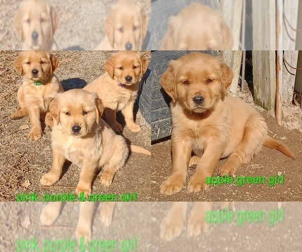 Medium Photo #1 Golden Retriever Puppy For Sale in WAKE FOREST, NC, USA
