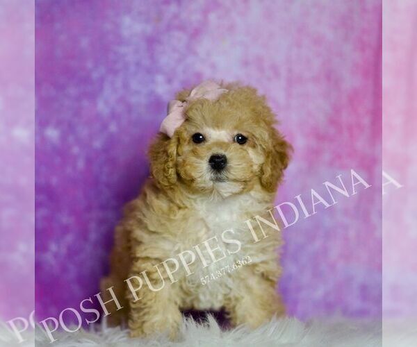 Medium Photo #90 Maltipoo (Miniature) Puppy For Sale in WARSAW, IN, USA