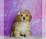 Small Photo #90 Maltipoo (Miniature) Puppy For Sale in WARSAW, IN, USA