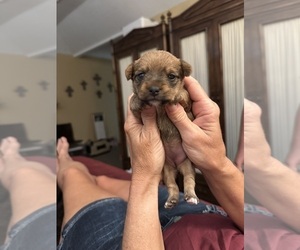 Medium Yorkshire Terrier