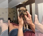 Puppy 2 Yorkshire Terrier