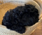 Puppy 2 Poodle (Toy)-Yorkshire Terrier Mix