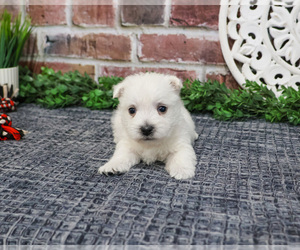 West Highland White Terrier Puppy for sale in SYRACUSE, IN, USA