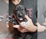 Small #4 Great Dane