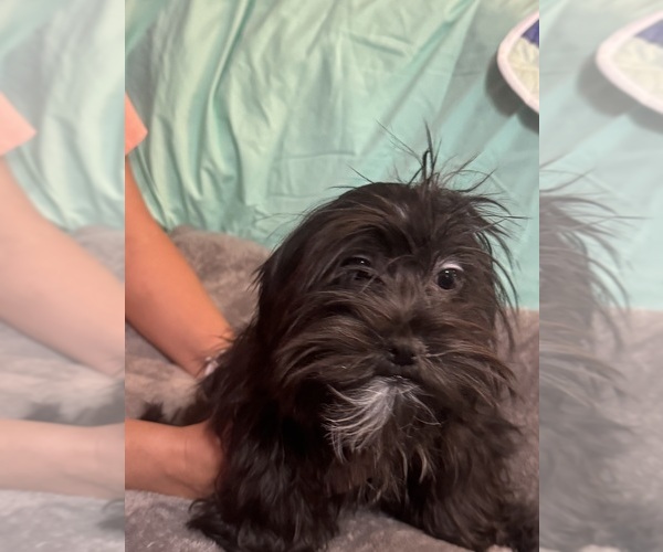 Medium Photo #1 Lhasa Apso Puppy For Sale in BROOKLET, GA, USA