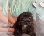 Small Lhasa Apso