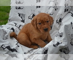 Puppy Glory Golden Retriever